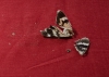 Schmetterling